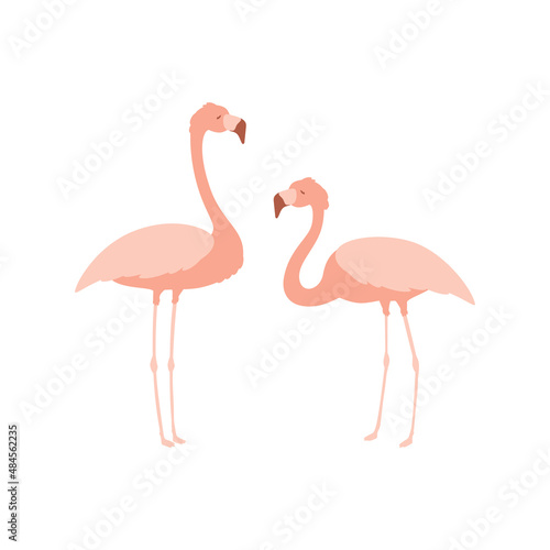 Pink flamingo set  cute tropical birds in pastel colors  vector illustration isolated on white background