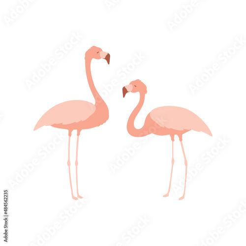 Pink flamingo set, cute tropical birds in pastel colors, vector illustration isolated on white background
