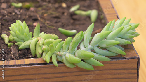 Selective focus of Sedum Burrito succulent plant on wooden pot - How to care for sedum concept photo