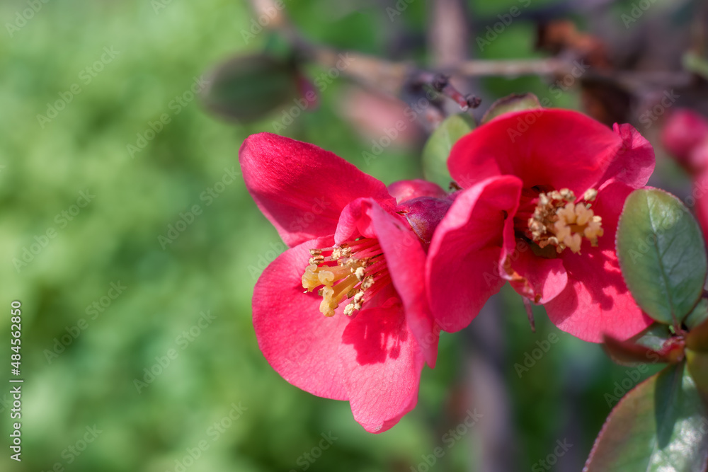 A branch with a blooming Japanese quince (Chaenomeles japonica). Beautiful red flowers close up on a tree branch. A branch with a blooming Japanese quince (Chaenomeles japonica). Beautiful red flowers close up on a tree branch.