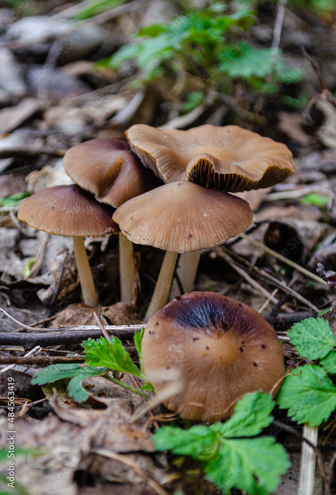 Forest mushrooms. The fungus grows in the forest in the grass Forest mushrooms. The fungus grows in the forest in the grass