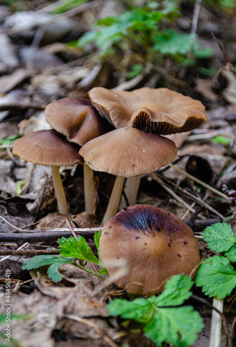 Forest mushrooms. The fungus grows in the forest in the grass