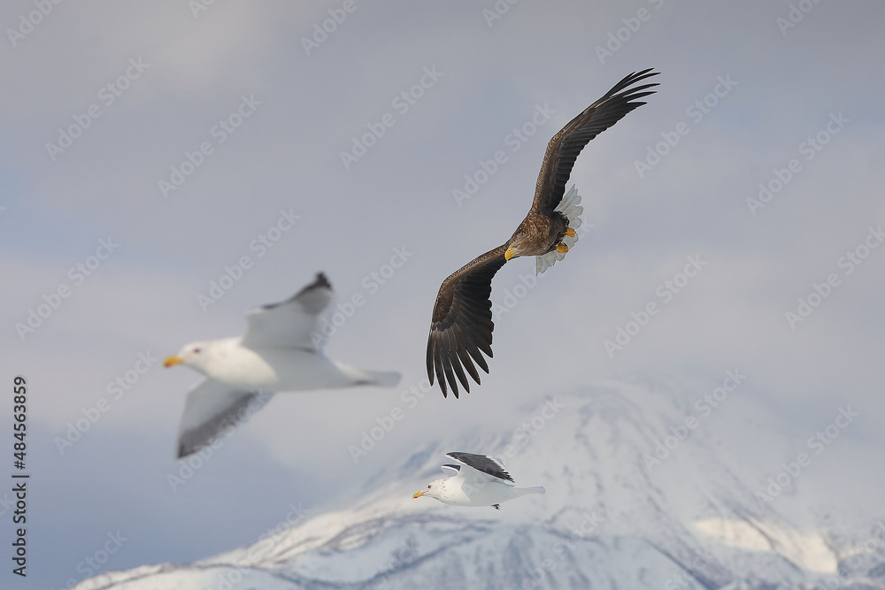 Obraz premium 知床半島の流氷とオジロワシ（北海道羅臼沖）