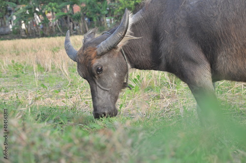 Fototapeta Naklejka Na Ścianę i Meble -  cape buffalo in the wild