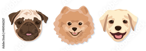 A selection of cute muzzles of spitz, pug and labrador dog breeds.