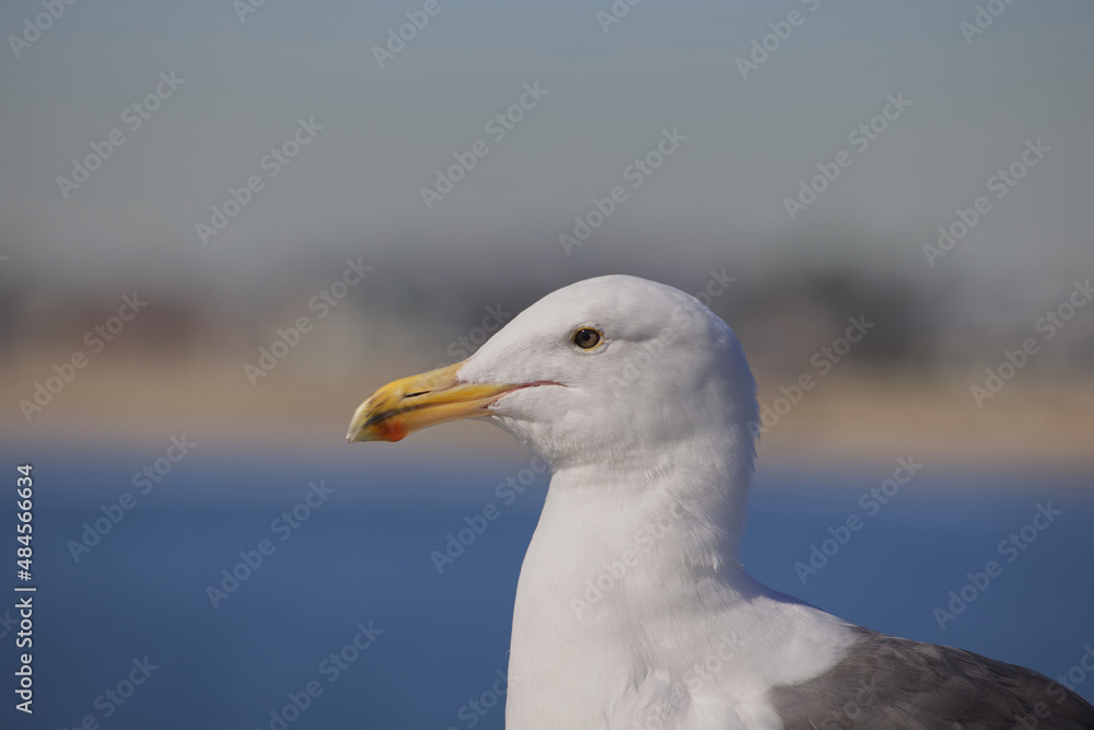 Portrait of seagull head
