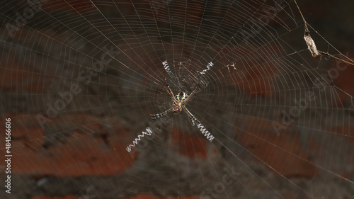 The spider in the middle of the web. Against the backdrop of dim background