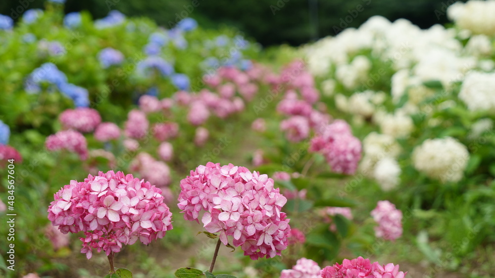 夏に咲く、大輪の花をつけるアジサイ。 夏に咲く、大輪の花をつけるアジサイ。