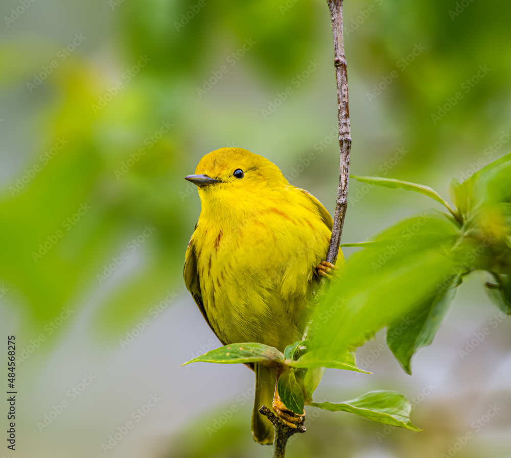 Fototapeta premium American Yellow Warbler perched on a branch in Magee Marsh