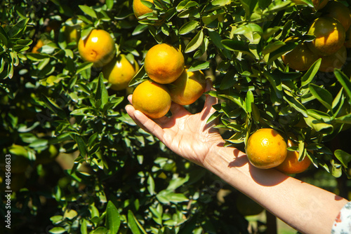 Woman 's hand holding orange mandarins  in her hands in orange garden photo