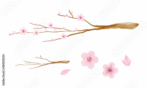 Watercolor Cherry Blossom Illustration