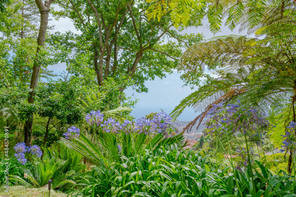 Fototapeta premium Botanical garden at Funchal, Madeira