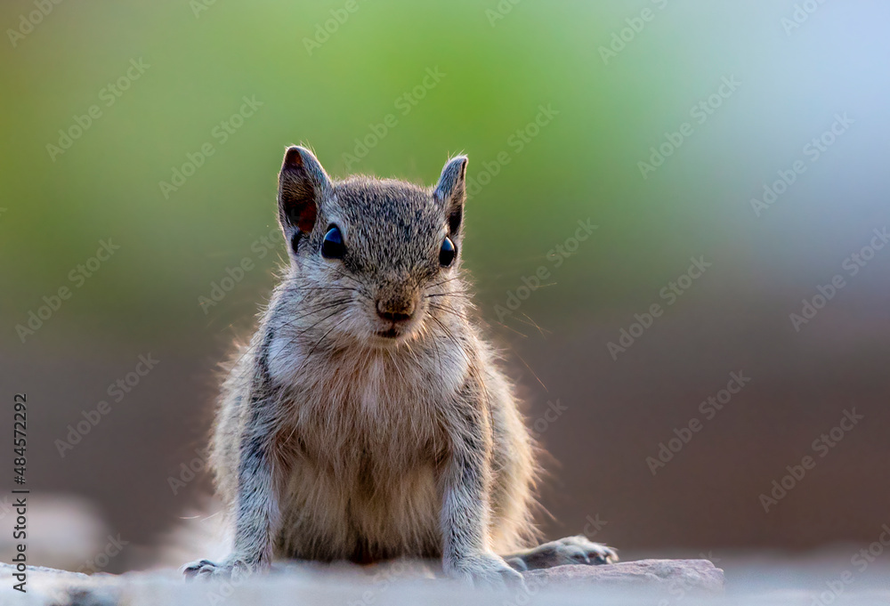 close of squirrel with green background, portrait of animal, wildlife animal closeup in the park close of squirrel with green background, portrait of animal, wildlife animal closeup in the park