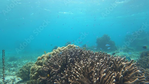 Wallpaper Mural カラフルフィッシュの群れ Torontodigital.ca