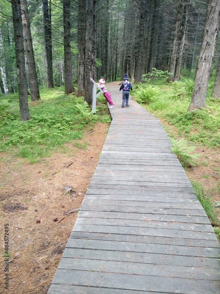 Fototapeta premium walk in the woods