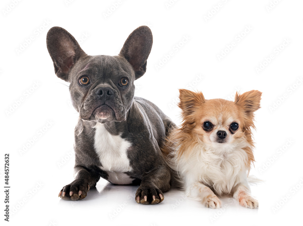 french bulldog and chihuahua french bulldog and chihuahua
