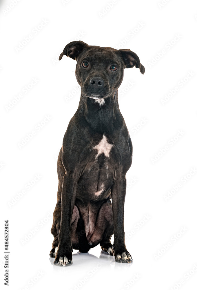 Naklejka premium staffordshire bull terrier bastard