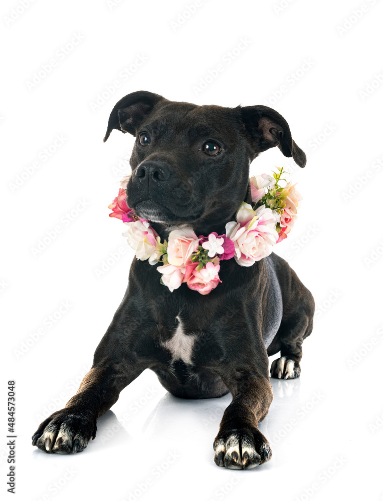 staffordshire bull terrier bastard staffordshire bull terrier bastard