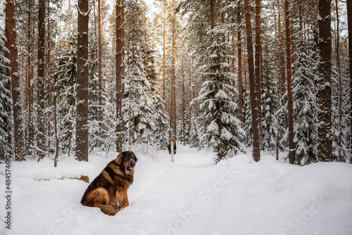 Big ginger leonberger Leon breed dog portrait playing in winter forrest