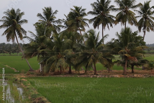 amazing view of coconut tree