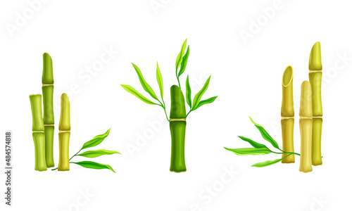 Green bamboo stems with leaves. Tropical organic plant vector illustration