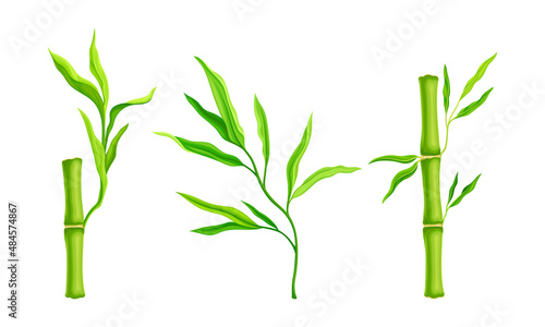 Bamboo stalks with leaves. Tropical organic green plant vector illustration