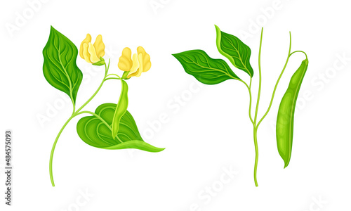 Soybean plants set. Legume plant with leaves, pods and flowers vector illustration
