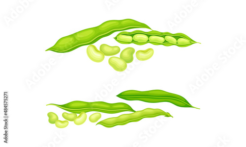 Organic green bean pods set. Fresh french garden beans vector illustration