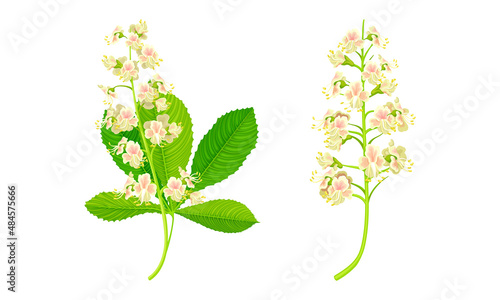 Chestnut tree leaves and flowers set vector illustration on white background