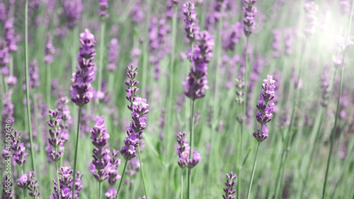 Lavender flower blooming field in summer with blue sky in japan.It give relax herb smell.