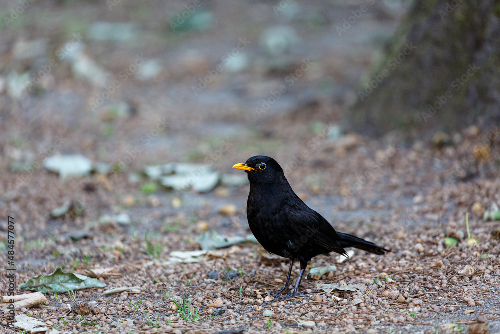 Blackbird on ground in park Blackbird on ground in park