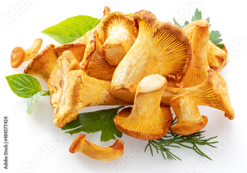 Golden chanterelle mushrooms isolated on white background.