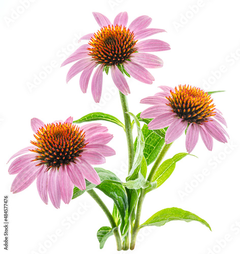Blooming coneflower heads or echinacea flower isolated on white background close-up. photo