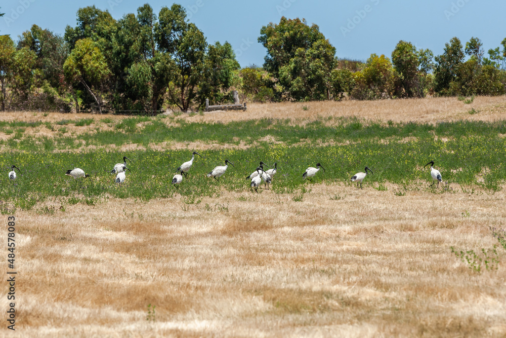 Group of Australian white ibises, Threskiornis moluccus, foraging in naturally rough and wet terrain near the town of Kinston in South Australia.