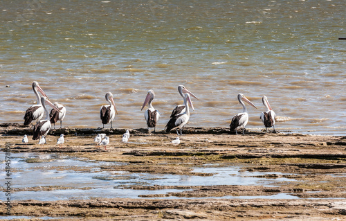 Coastal landscape with shoreline and group of Australian pelicans, Pelecanus conspicillatus, standing on the sandy beach of Lake Albert or Lake Yarli near Meningie photo