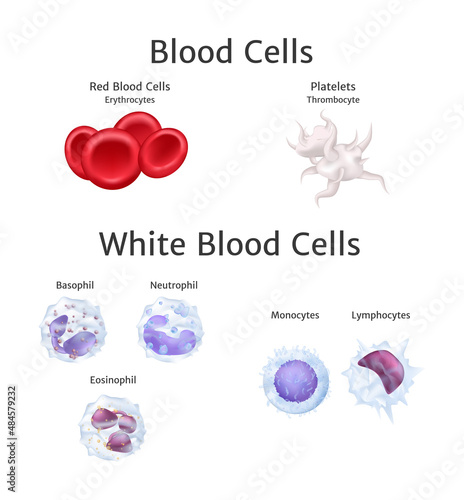hemoglobin and white blood cells lymphocytes in blood plasma vector
