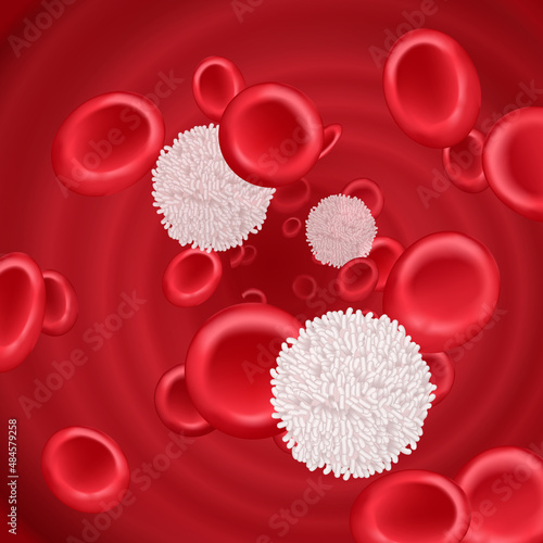 hemoglobin and white blood cells lymphocytes in blood plasma vector