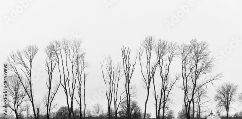 Black and white graphic photography. Panorama. Tall deciduous trees in winter. Church, dome, cross