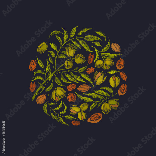 Pecan nuts. Vector graphic circle. Vintage symbol