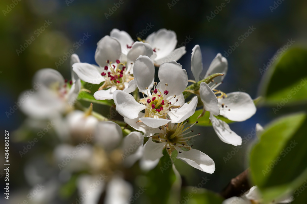 blooming white pear flowers in spring blooming white pear flowers in spring