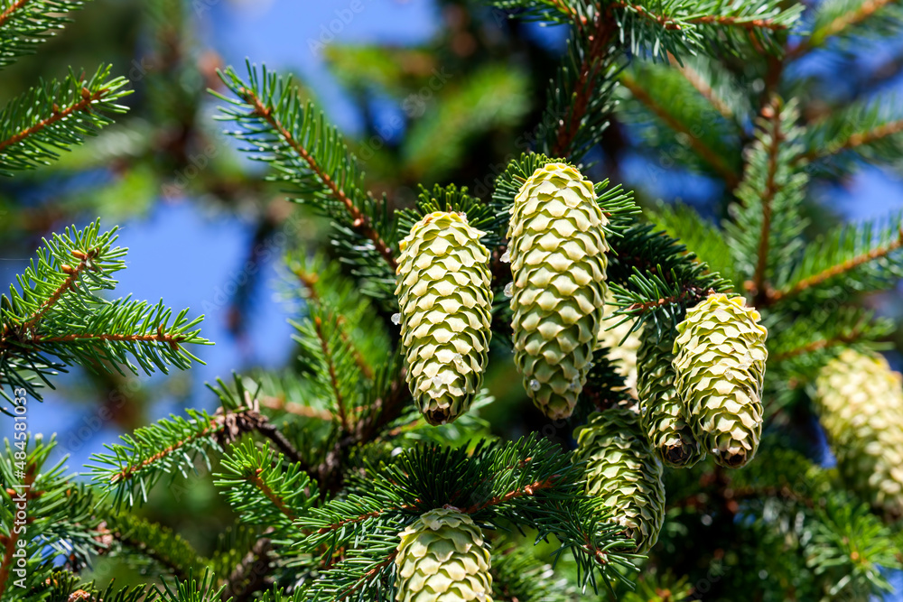 green fir cones on a tree or in sunny weather