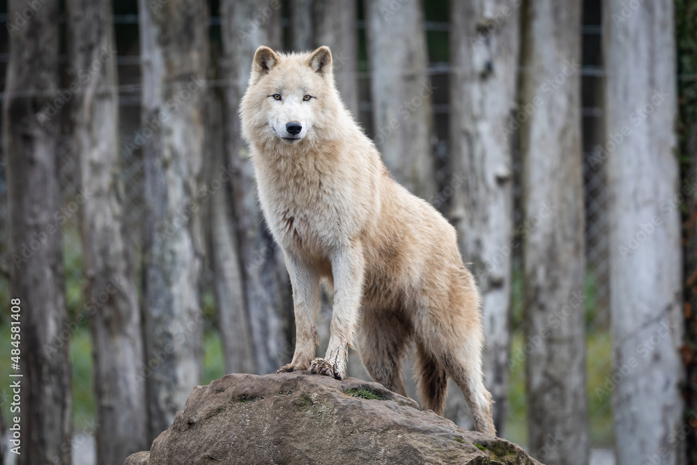 White wolf in the forest