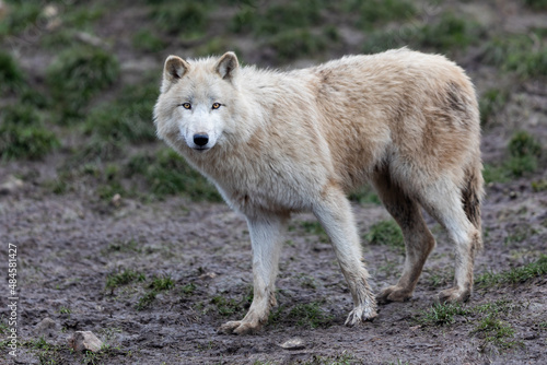 White wolf in the forest