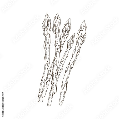 Outlined asparagus sprouts. Vintage drawing of food plant stems. Sparrow grass, detailed sketch in retro style. Sparrowgrass stalks. Hand-drawn vector illustration isolated on white background