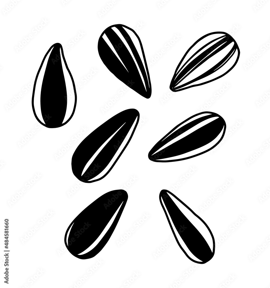 set of sunflower seed on white background set of sunflower seed on white background