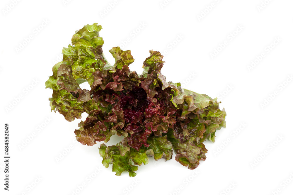 Red Oak Lettuce isolated on white background. Red Oak Lettuce isolated on white background.