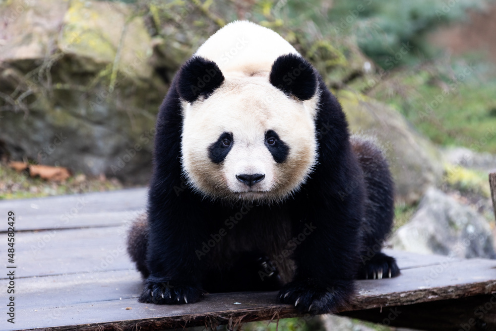 Portrait of a panda in the meadow