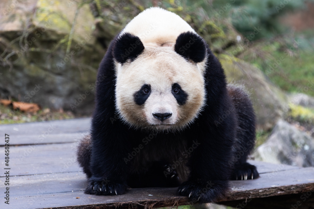 Portrait of a panda in the meadow
