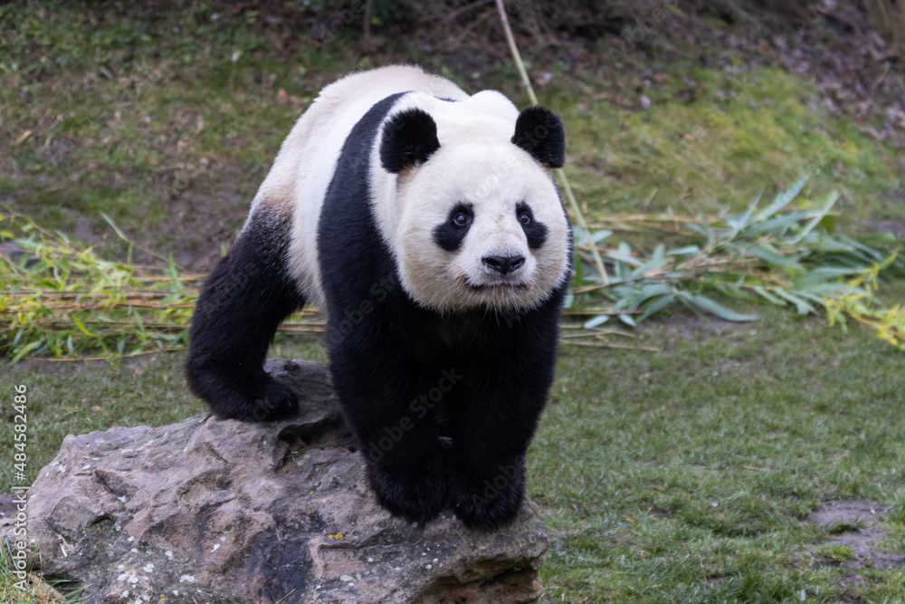 Portrait of a panda in the meadow