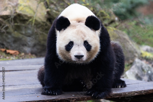 Obraz na płótnie Portrait of a panda in the meadow w salonie